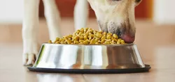 Cosa dovresti cercare in un cibo per cani per stomaci sensibili